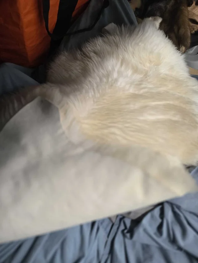 sheepskin rug image indicator(2)