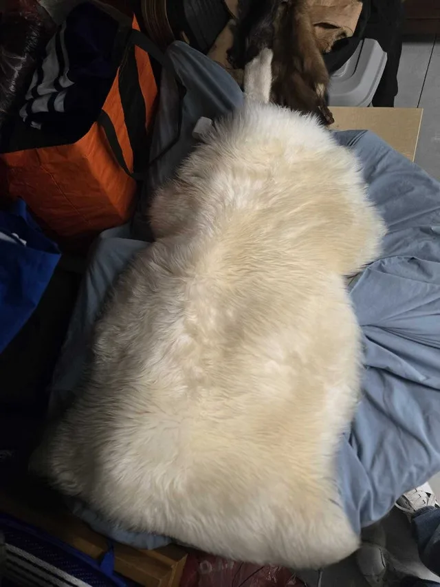 sheepskin rug image indicator(3)