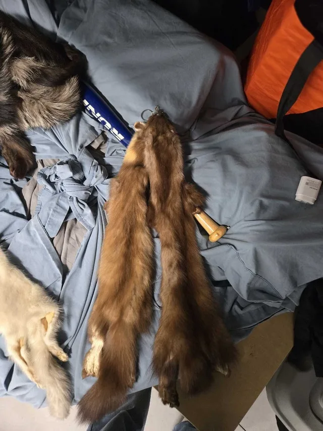 Russian sable pelts skins