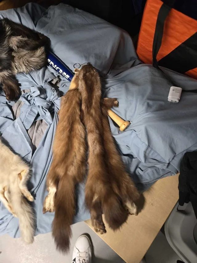 Russian sable pelts skins image indicator(3)