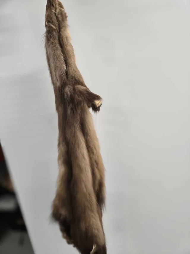 Russian sable pelts skins image indicator(4)