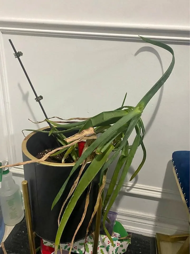 Free Aloe plant