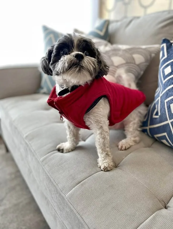 Red dog coat size small