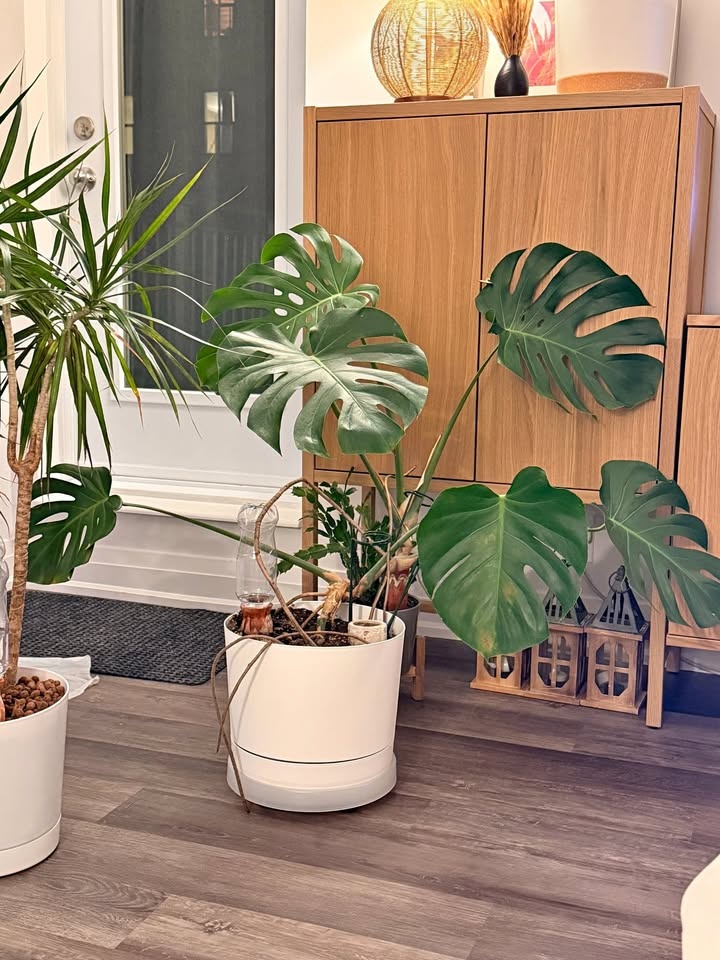 Monstera and Pot for Sale