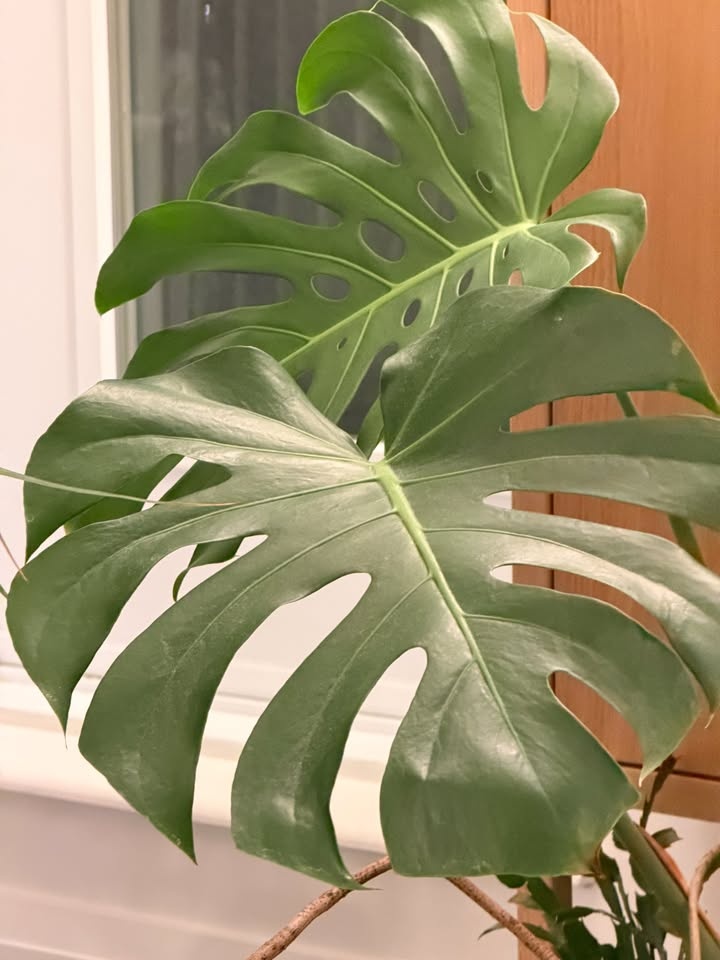 Monstera and Pot for Sale - photo 2