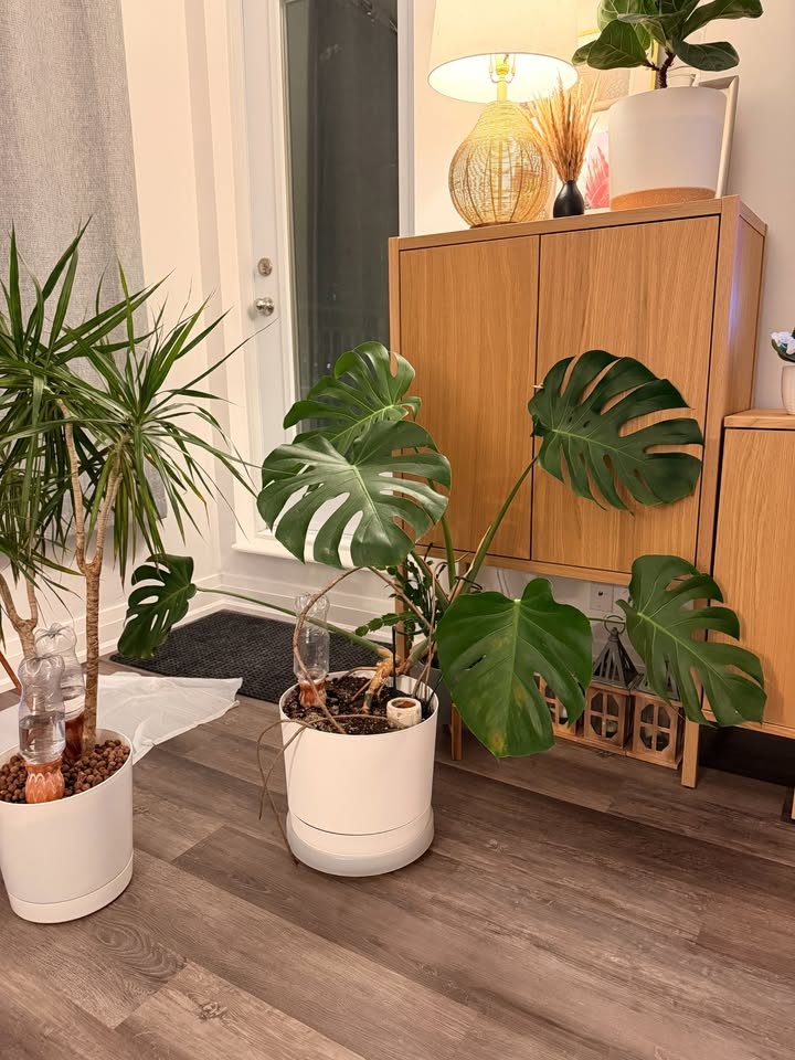 Monstera and Pot for Sale - photo 3