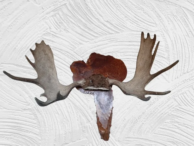 Moose Antlers