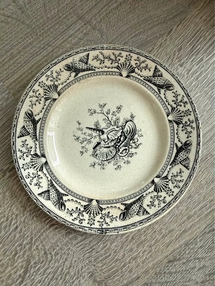 Nantasket Clovelly 1876 Seaweed, Seashells