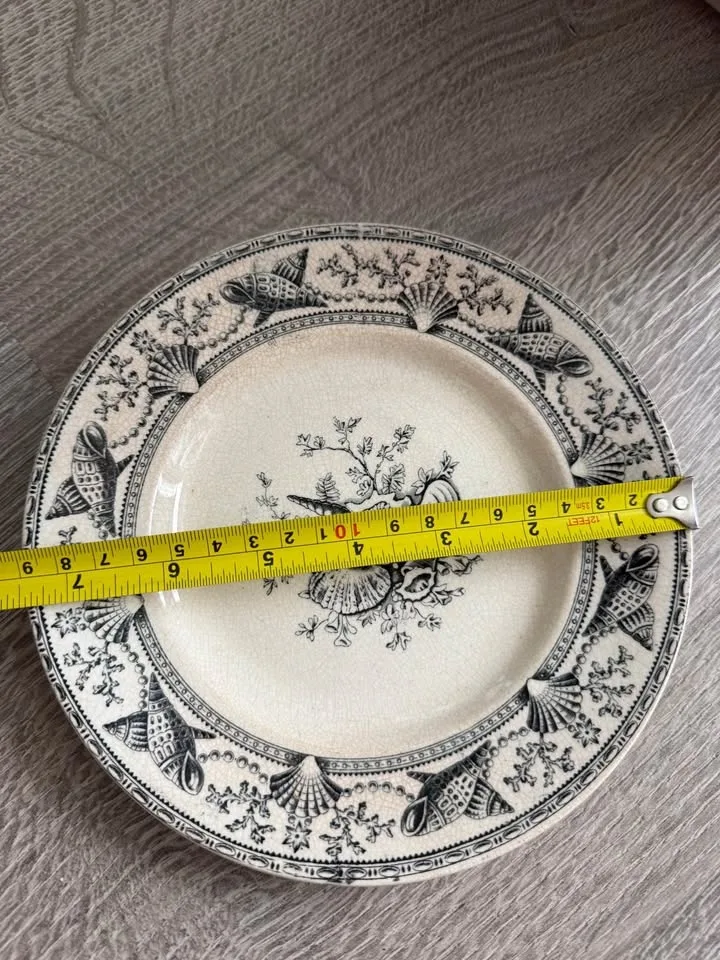 Nantasket Clovelly 1876 Seaweed, Seashells image indicator(2)