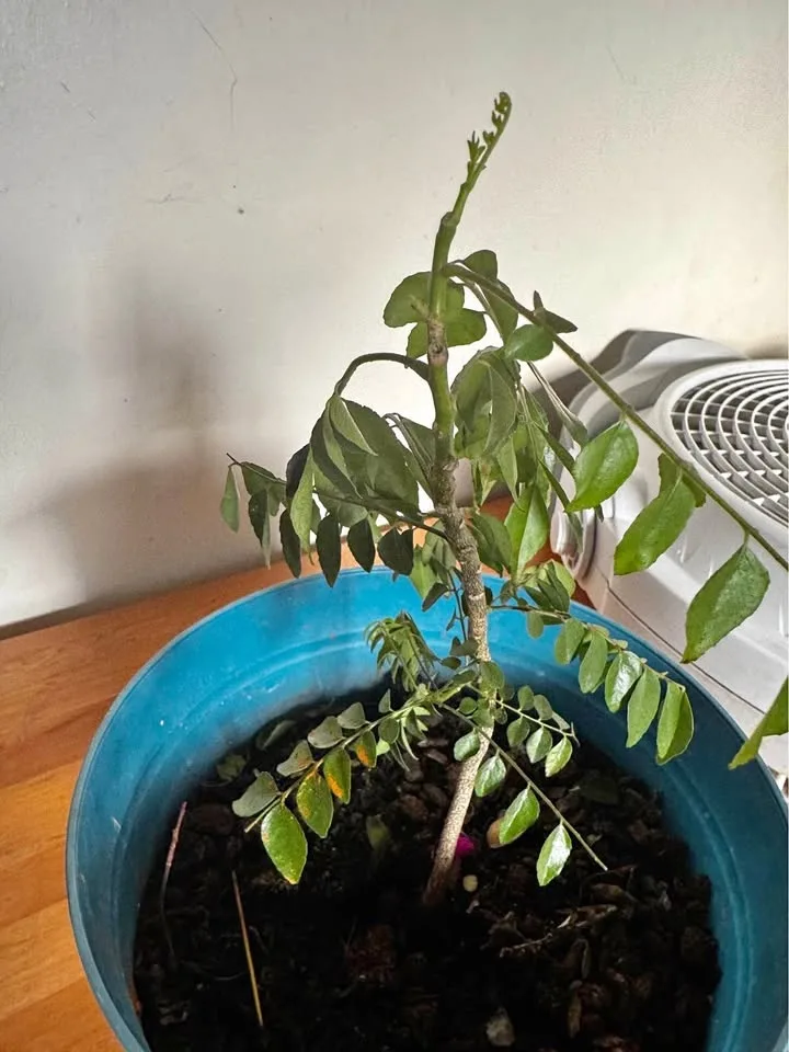 Curry leave plant (moving sale )