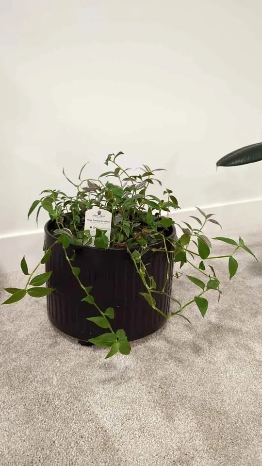 Hoya Carnosa plant with pot