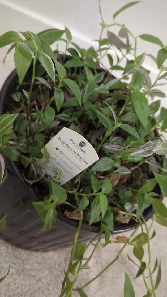 Hoya Carnosa plant with pot image indicator(2)