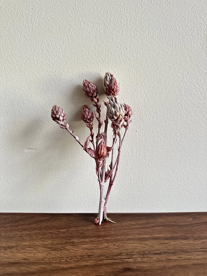 Small Bundle of Dried Pink Berkheya