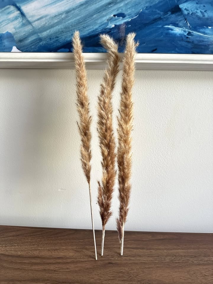 Dried Reeds - Bundle of 3