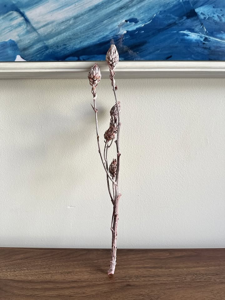 Stem of Dried Pink Berkheya