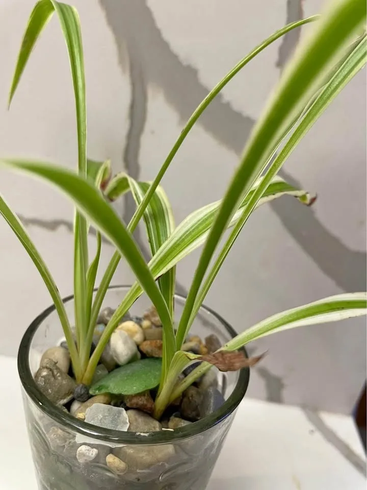 Spider plant grows in water
