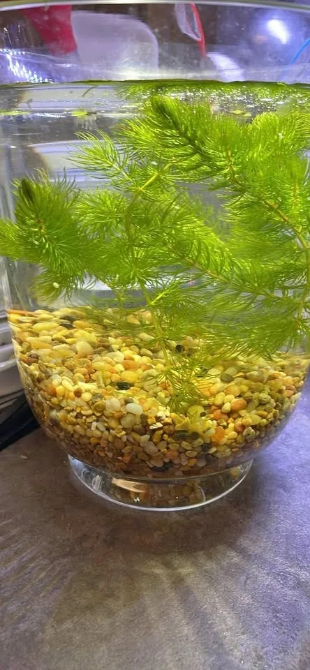 Aquatic plants horn wort , cheap price