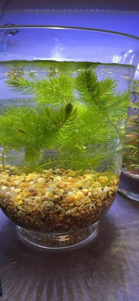 Aquatic plants horn wort , cheap price image indicator(2)