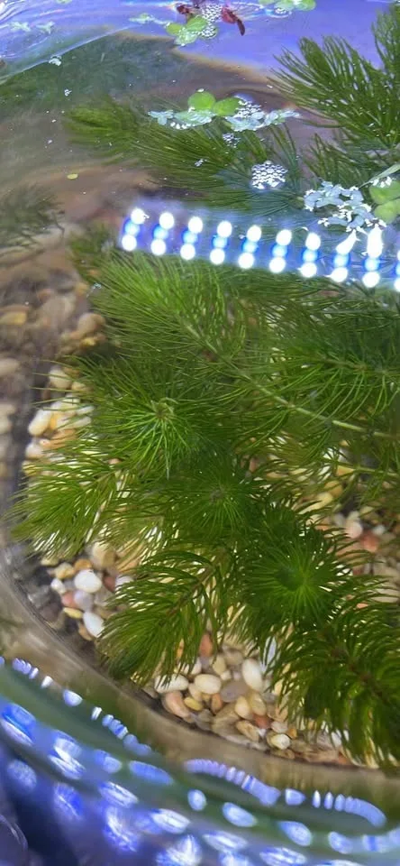 Aquatic plants horn wort , cheap price image indicator(3)