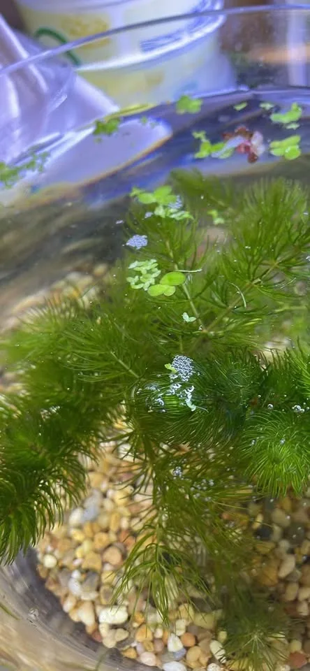 Aquatic plants horn wort , cheap price image indicator(4)