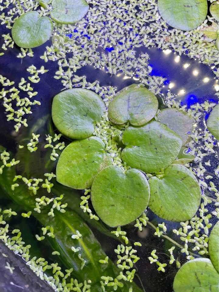 3 for $1 Giant floating aquatic plants, amazon frogbit