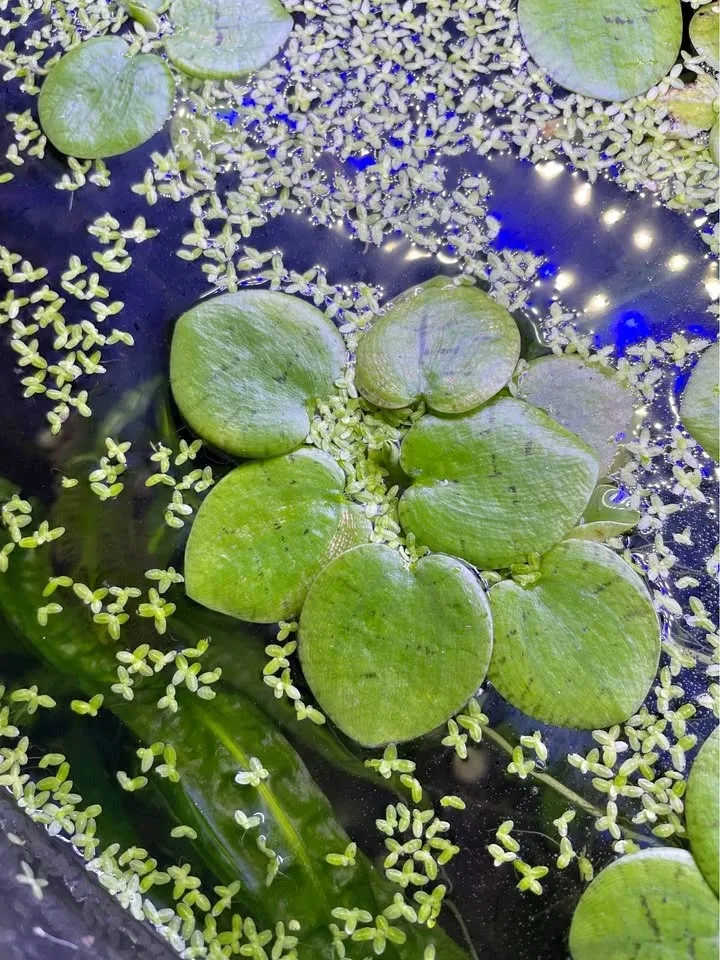 3 for $1 Giant floating aquatic plants, amazon frogbit