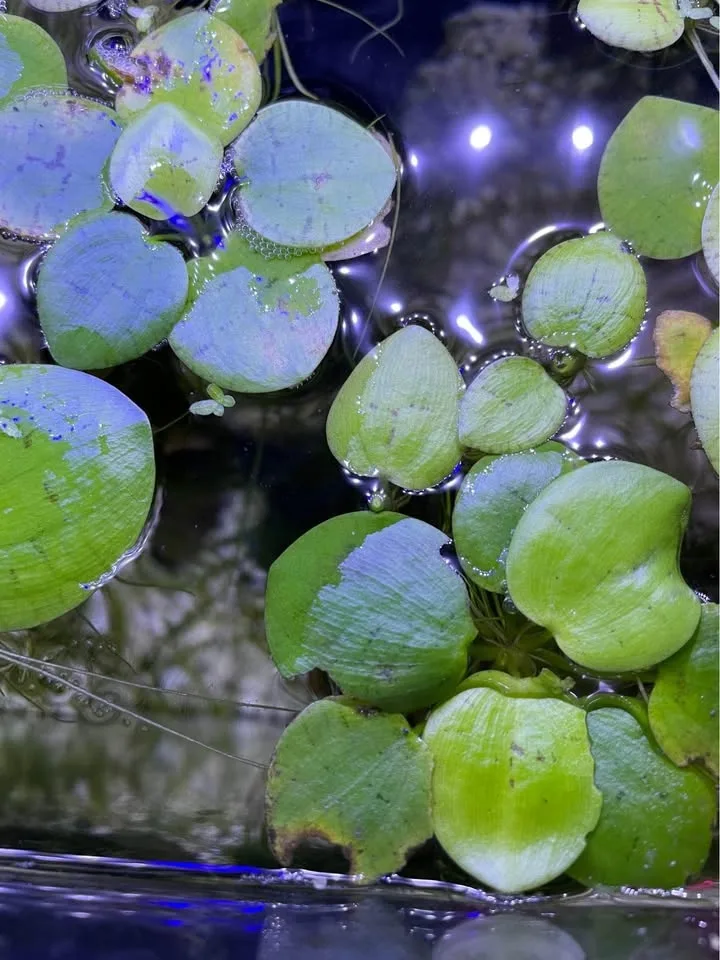 3 for $1 Giant floating aquatic plants, amazon frogbit image indicator(2)