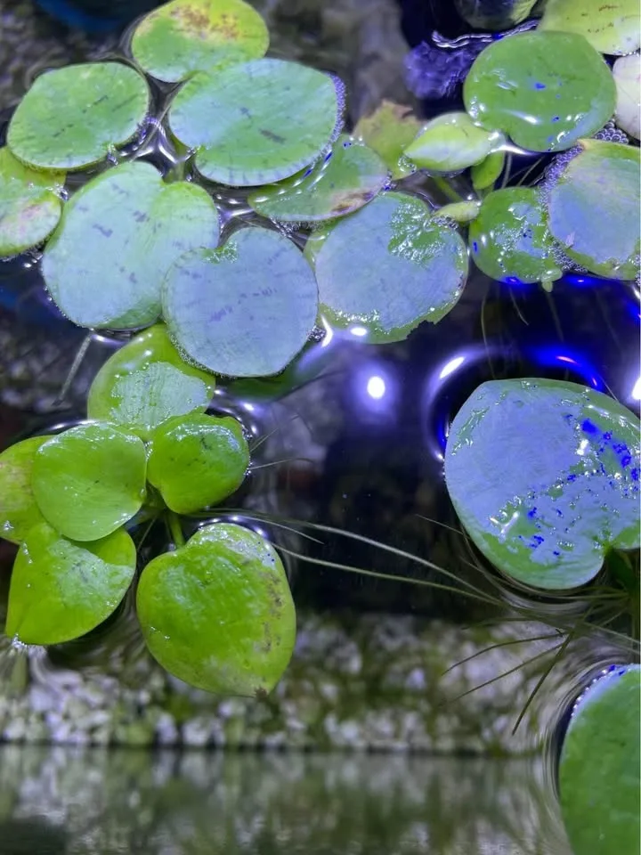 3 for $1 Giant floating aquatic plants, amazon frogbit image indicator(3)