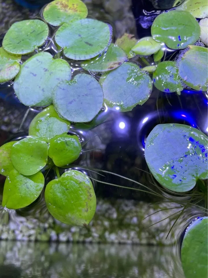 3 for $1 Giant floating aquatic plants, amazon frogbit image indicator(4)