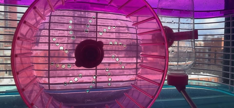 Hamster cages - photo 3