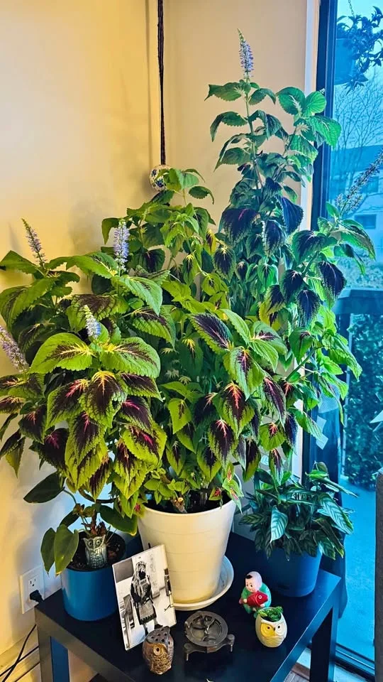 Coleus Plant - 3 feet tall