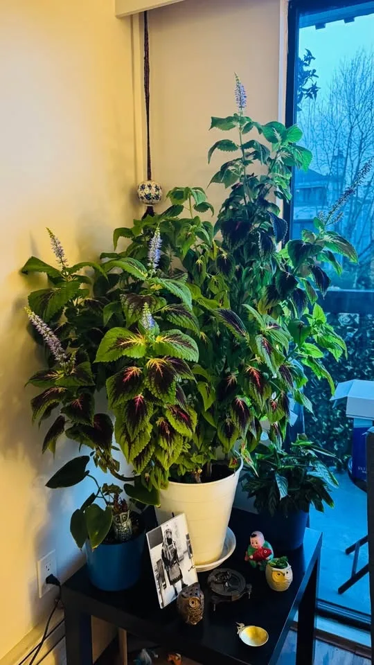 Coleus Plant - 3 feet tall image indicator(2)