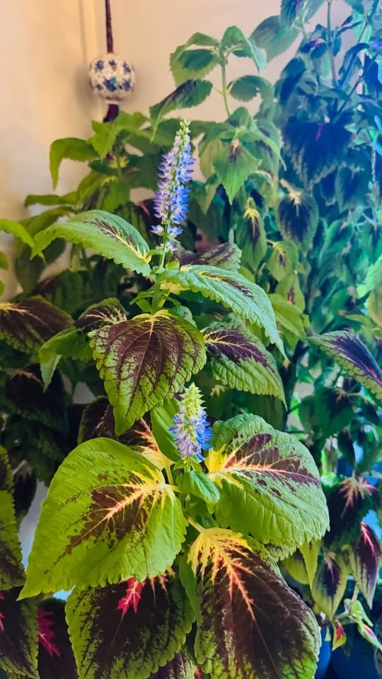 Coleus Plant - 3 feet tall image indicator(3)