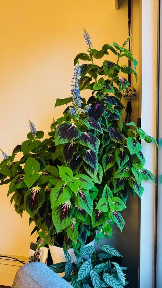 Coleus Plant - 3 feet tall image indicator(4)
