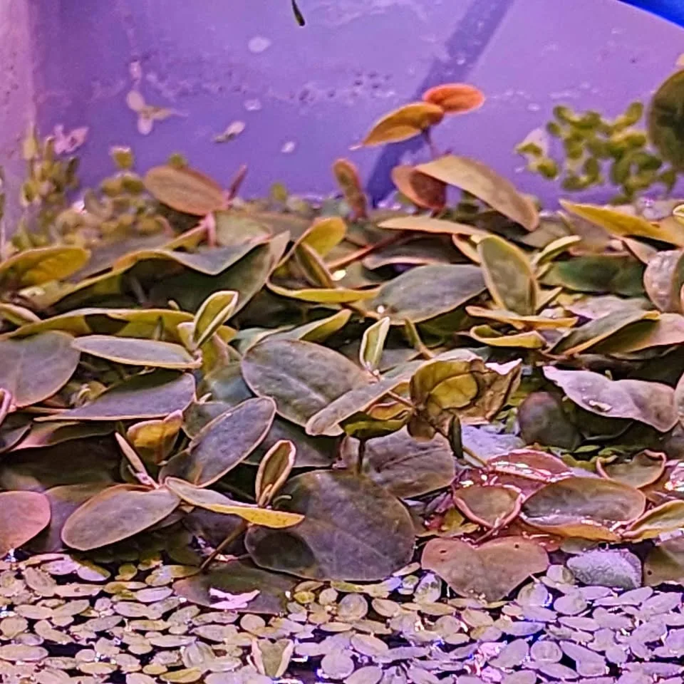 Red root floaters. Cute, easy to care for aquarium plant