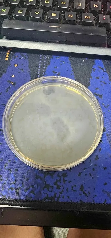 Mold Test kit $5/ piece -min 2