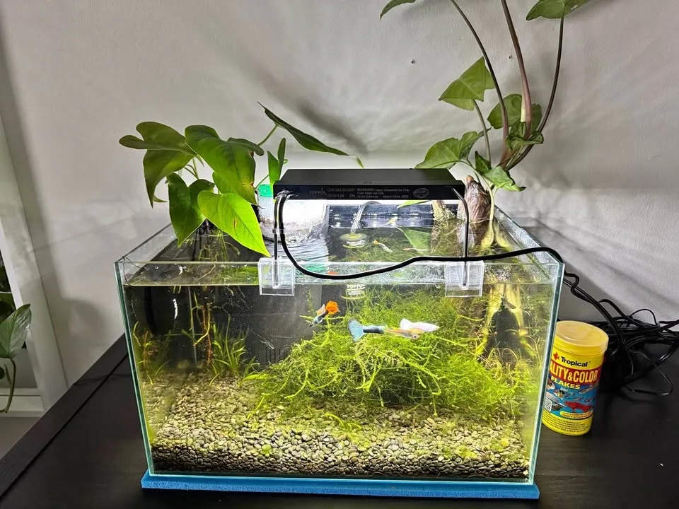 5.5 Gallon Fish Tank with all accessories