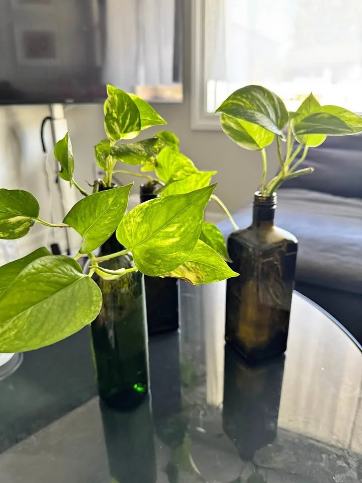 Pothos with bottle (well rooted)