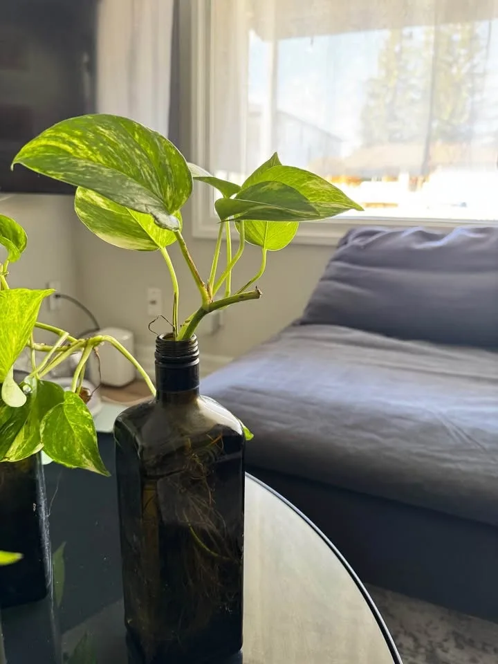 Pothos with bottle (well rooted) image indicator(3)