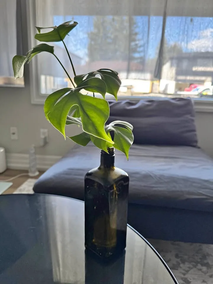 Monstera Plant with bottle well rooted