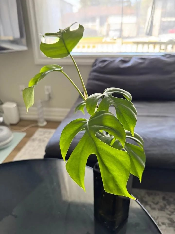 Monstera Plant with bottle well rooted image indicator(2)