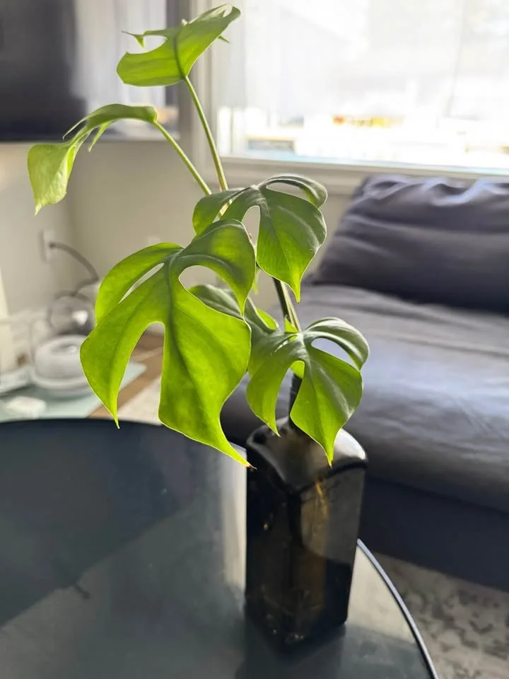 Monstera Plant with bottle well rooted image indicator(3)