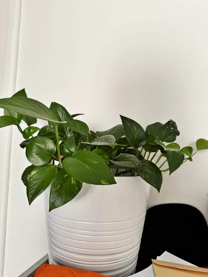 Golden Pothos