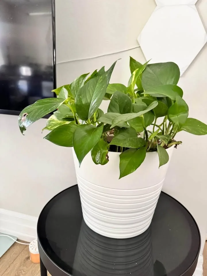 Golden Pothos image indicator(2)