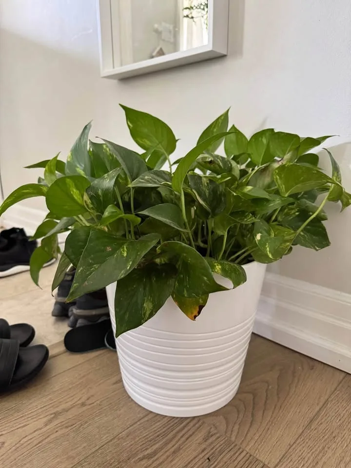 Golden Pothos image indicator(3)