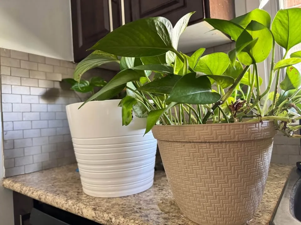 Golden Pothos image indicator(4)