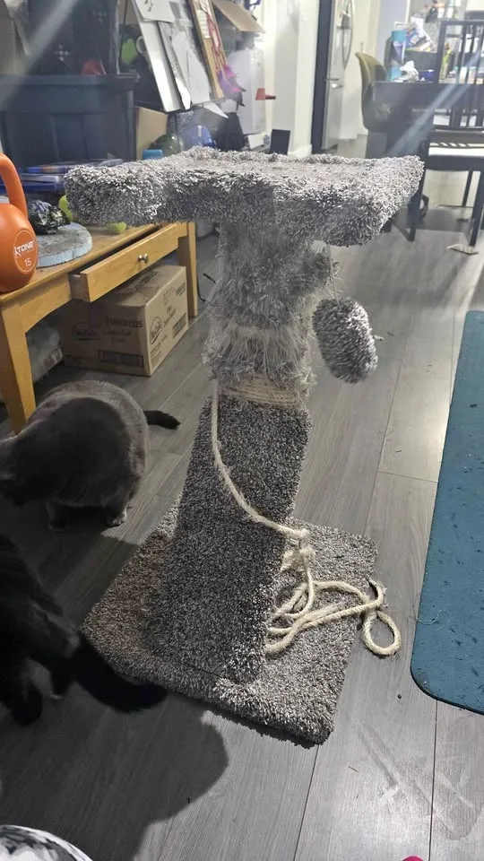 Small sturdy cat tree