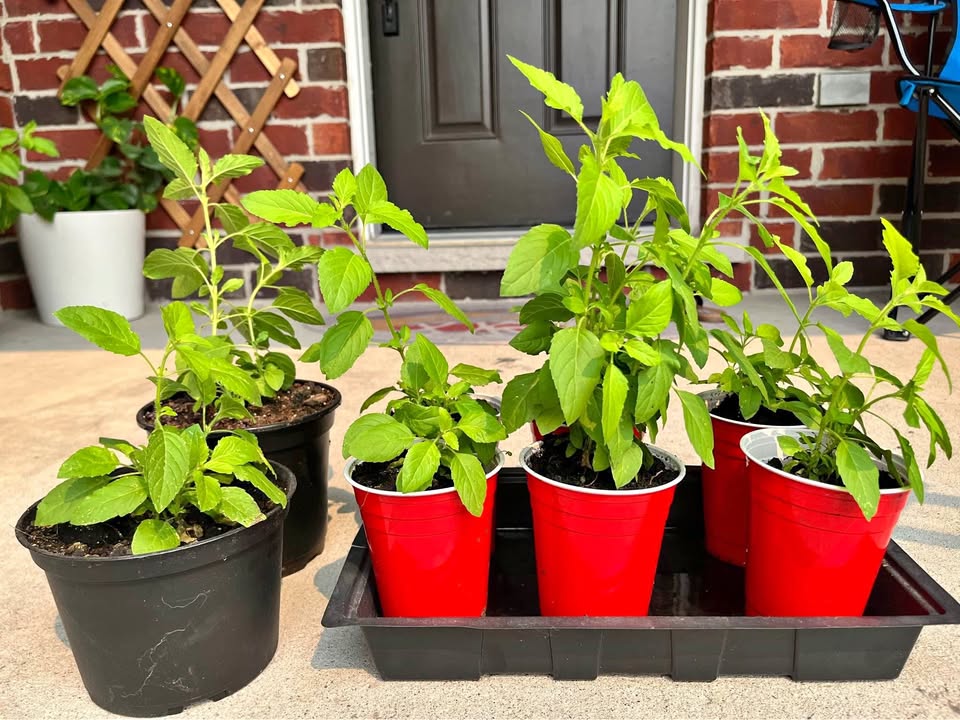 Basil Plant (Indian Tulsi) Buy 1 Get 1 Free