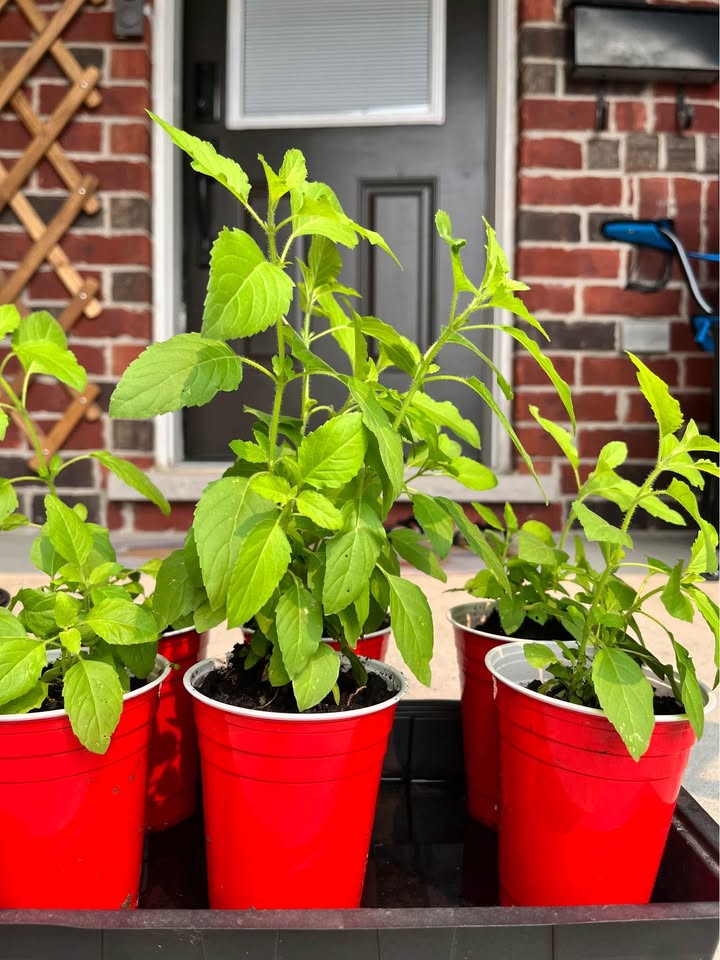 Basil Plant (Indian Tulsi) Buy 1 Get 1 Free - photo 2