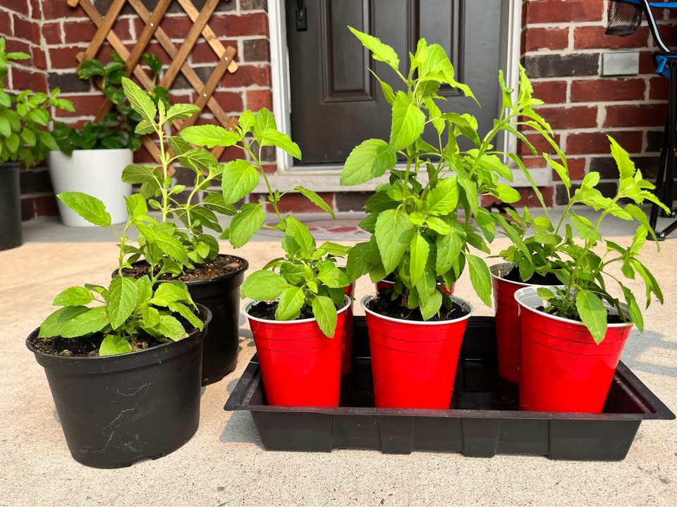Basil Plant (Indian Tulsi) Buy 1 Get 1 Free - photo 3